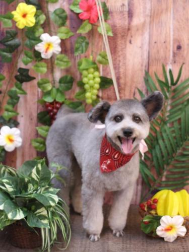 20230826シルヴァくん